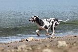 DOGUE ALLEMAND 122